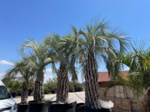 Butia Capitata palms in nursery for wholesale export from Spain