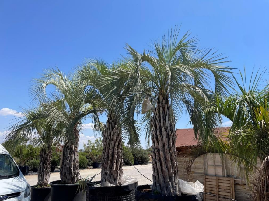 Butia Capitata palms in nursery for wholesale export from Spain