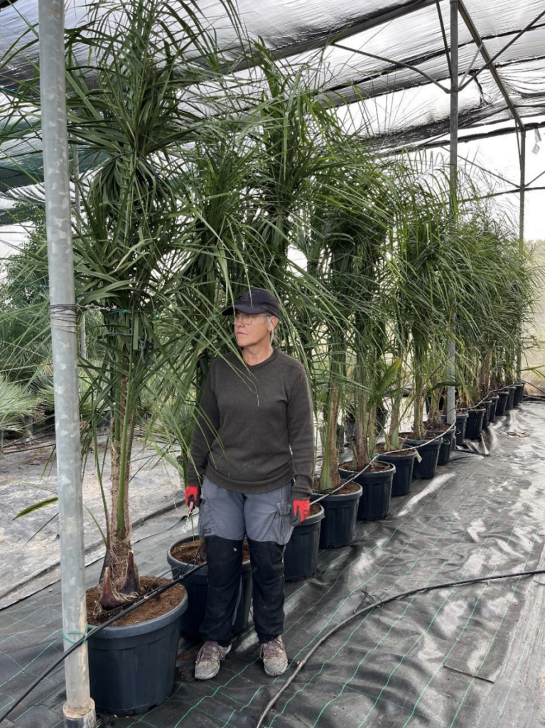 butiagrus nabonnandii palm tree wholesale europe nursery supplier
