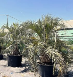 Butia eriospatha – Cold Hardy Feather Palm for European Gardens