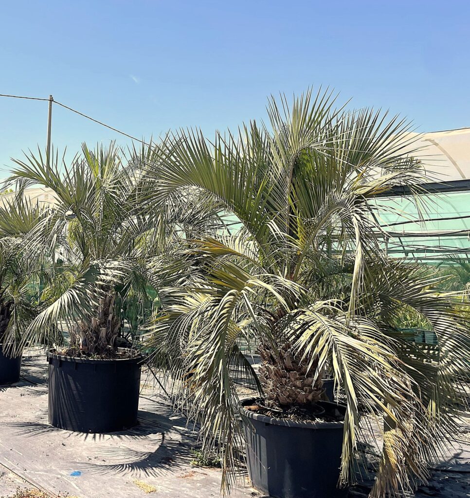 Butia eriospatha – Cold Hardy Feather Palm for European Gardens