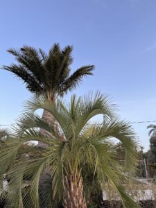 Butia yatay palm tree available from Viveros Santiago Pérez