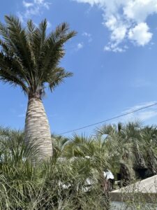 Jubaea chilensis palm tree for sale at Viveros Santiago Pérez
