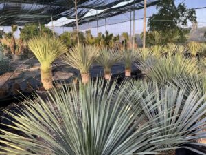 Yucca rostrata blue yucca for professional landscaping at Viveros Santiago Pérez