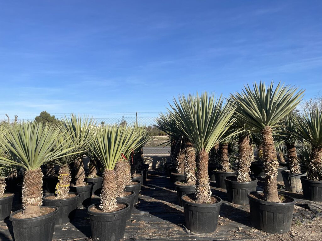 Yucca madrensis Palm