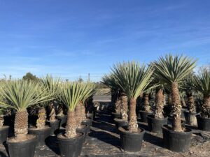 Yucca madrensis Palm